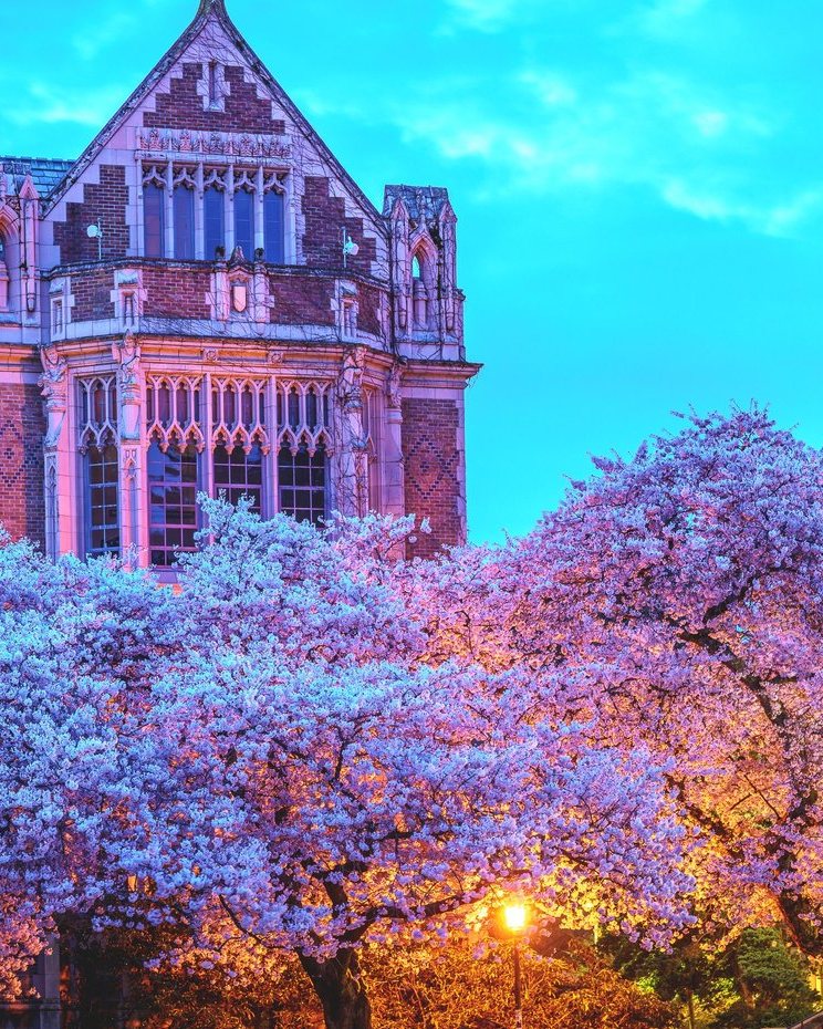 Cherry trees in full bloom at the University of Washington Quad at dusk, photographed by Azar