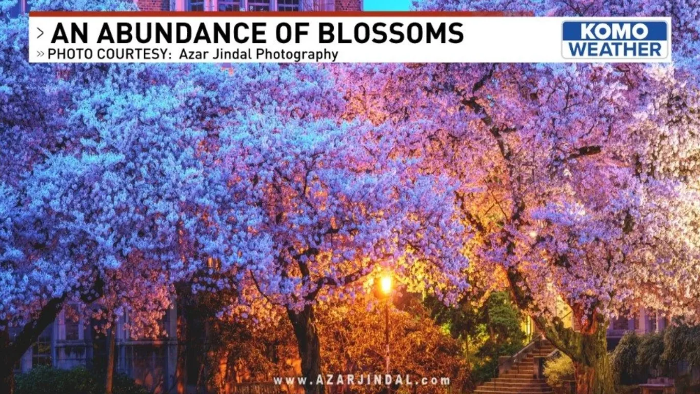 KOMO Weather broadcast: An Abundance of Blossoms, photo courtesy Azar Jindal Photography