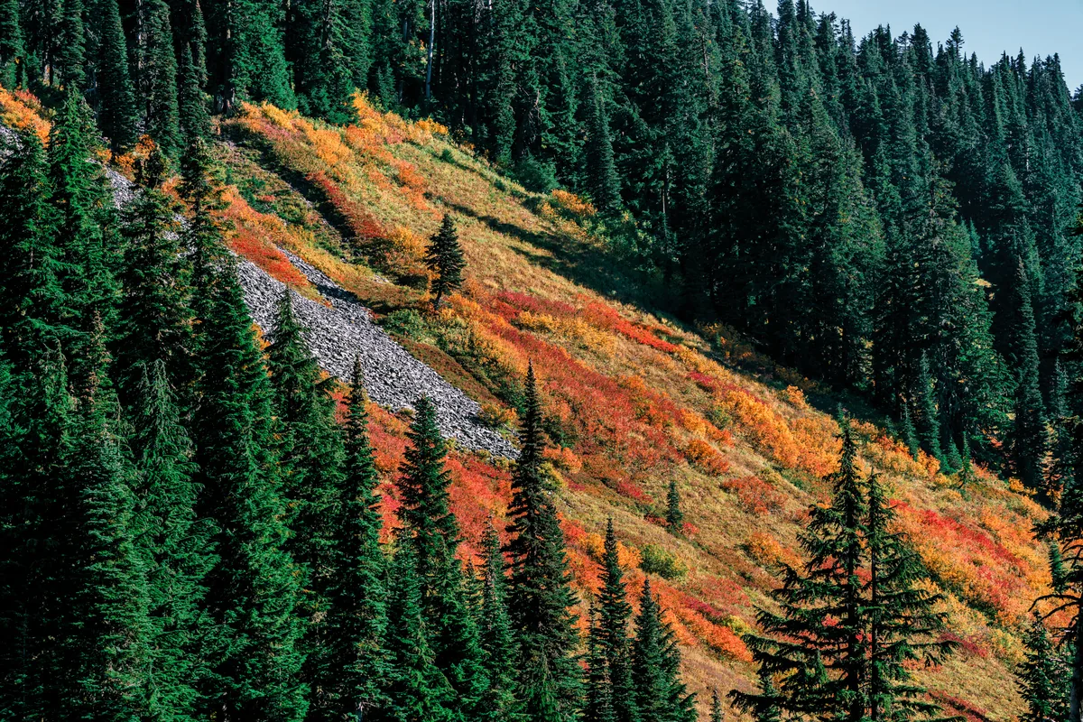 Autumn on the slopes near Mount Rainier, Washington