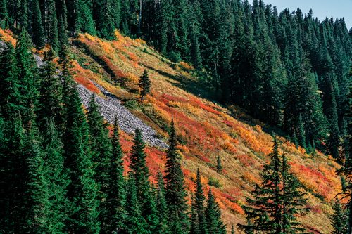 Autumn on the slopes near Mount Rainier, Washington