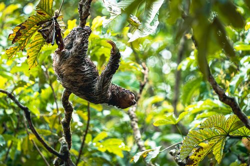 Sloth in the canopy, Cahuita, Costa Rica