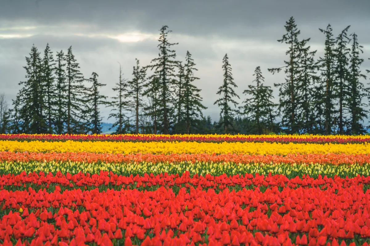 Tulip fields and evergreen trees, Wooden Shoe Tulip Farm, Oregon