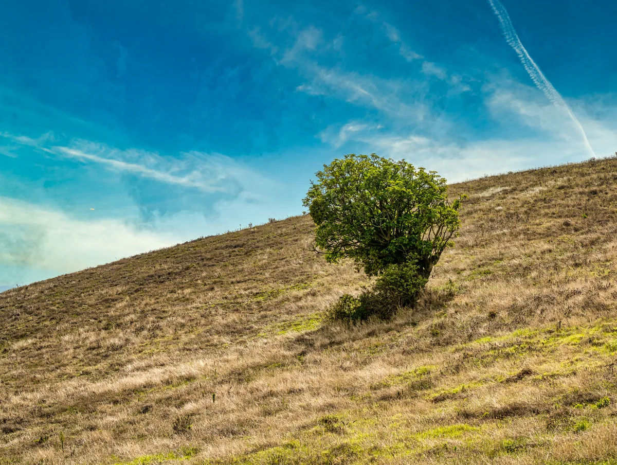 Lone tree at Potrero Cerrado, Costa Rica