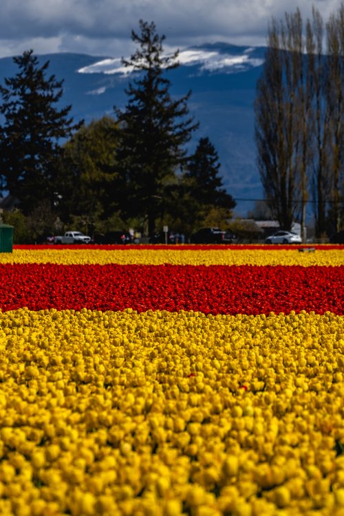 Spring tulip rows, Skagit Valley, Washington