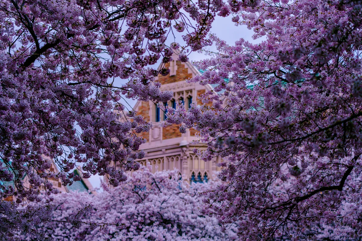 Denny Hall framed by cherry blossoms, Seattle, Washington