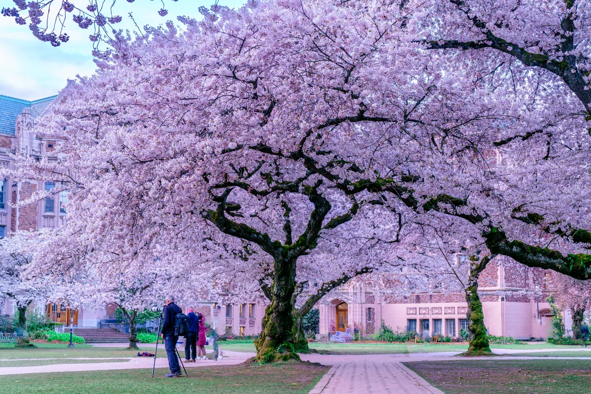 Cherry trees on the University of Washington Quad, Seattle