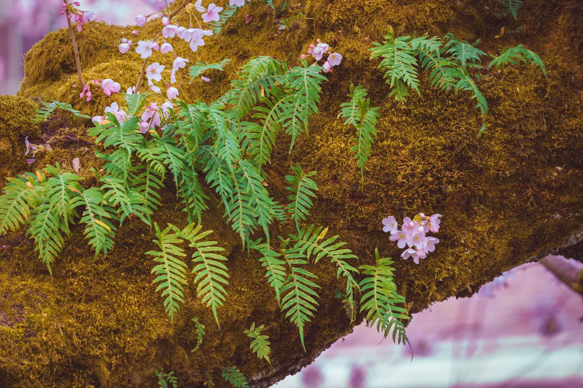 Ferns, moss and cherry blossoms, Seattle, Washington
