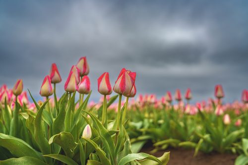 Tulips under a stormy sky, Wooden Shoe Tulip Farm, Oregon