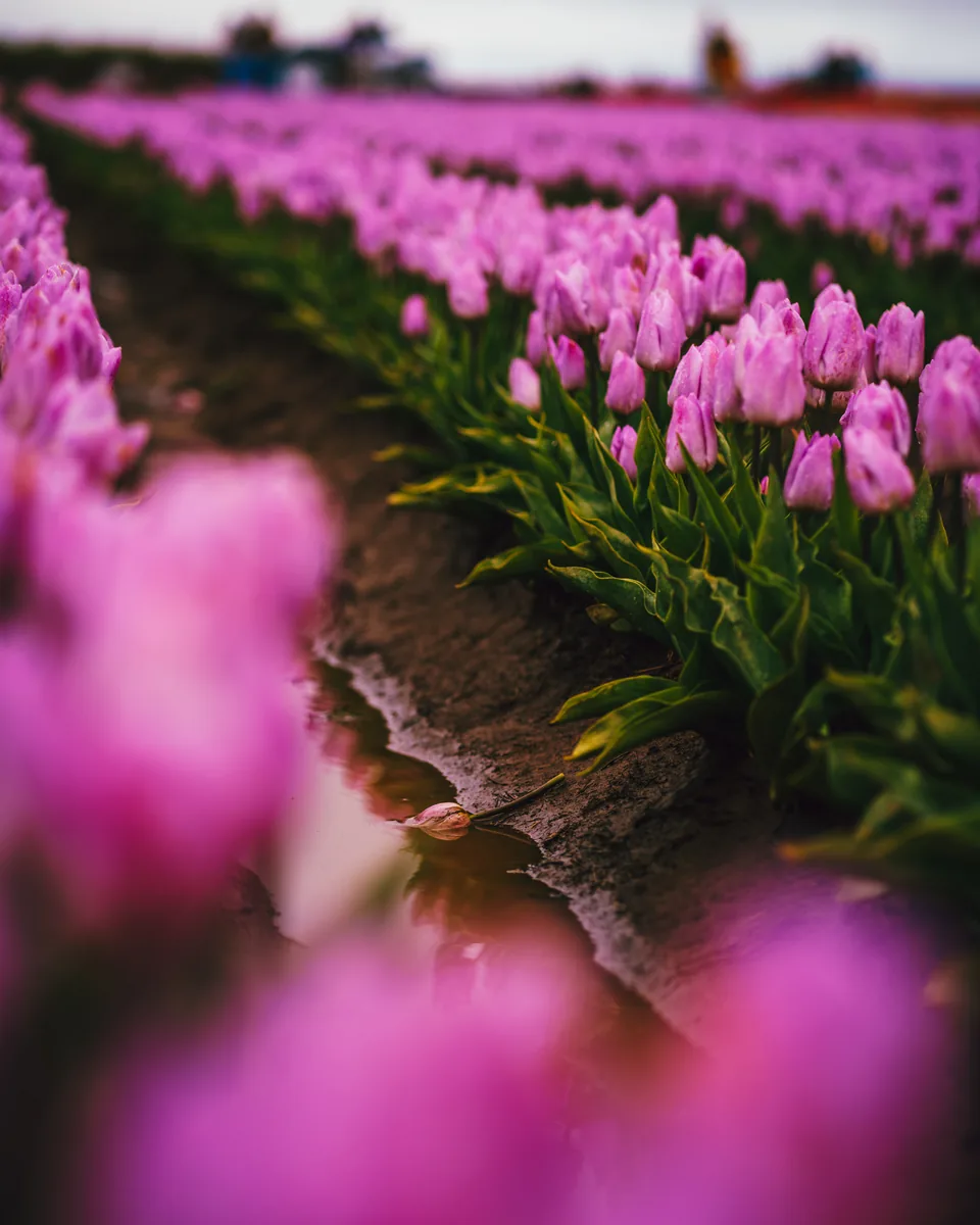 Rows of pink tulips, Wooden Shoe Tulip Farm, Oregon