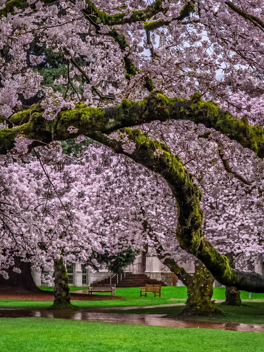 Cherry blossom season at the University of Washington, Seattle