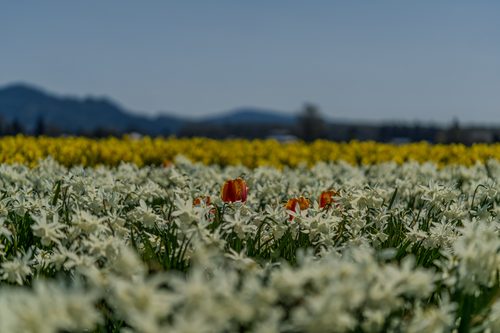 Daffodils at Roozengaarde, Skagit Valley, Washington
