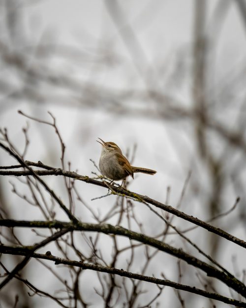 Bewick's Wren, Kent, Washington