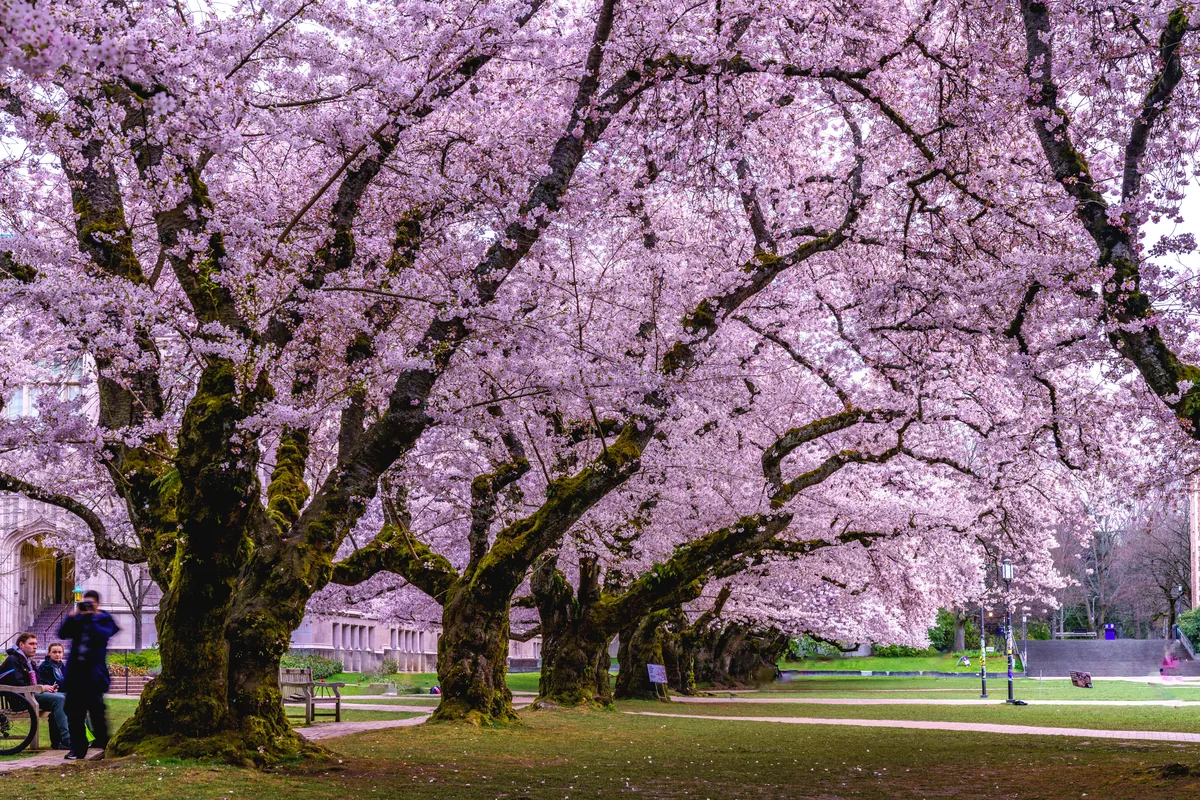 Cherry trees in full bloom, Seattle, Washington