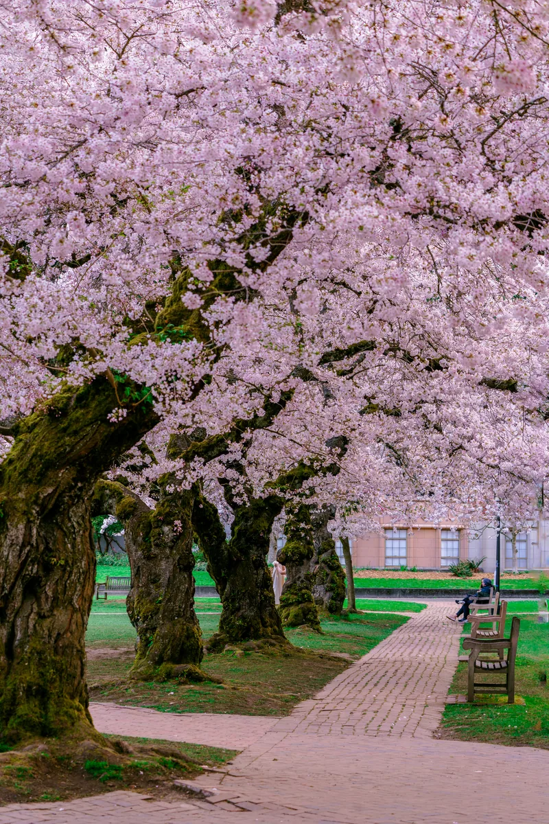 Path under the cherry blossoms, Seattle, Washington