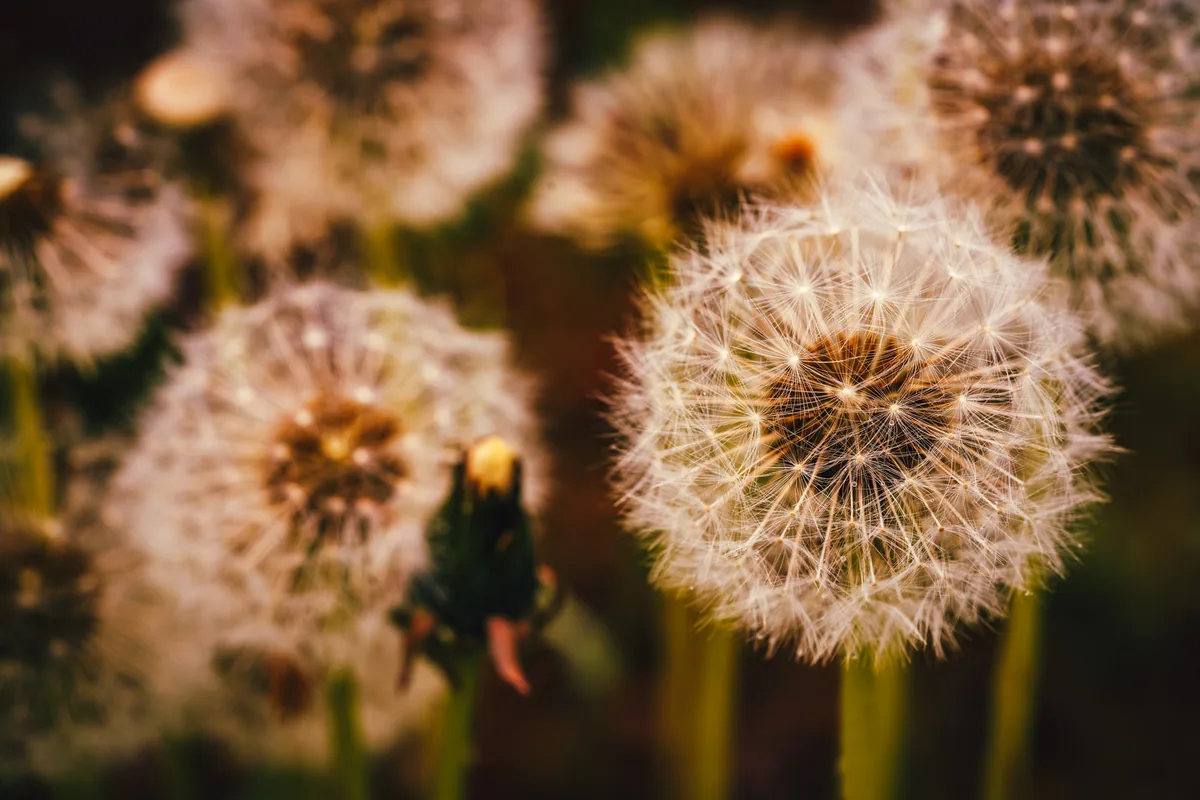 Dandelion seed heads, Kent, Washington