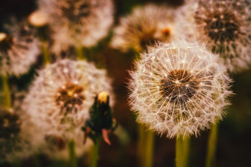 Dandelion seed heads, Kent, Washington