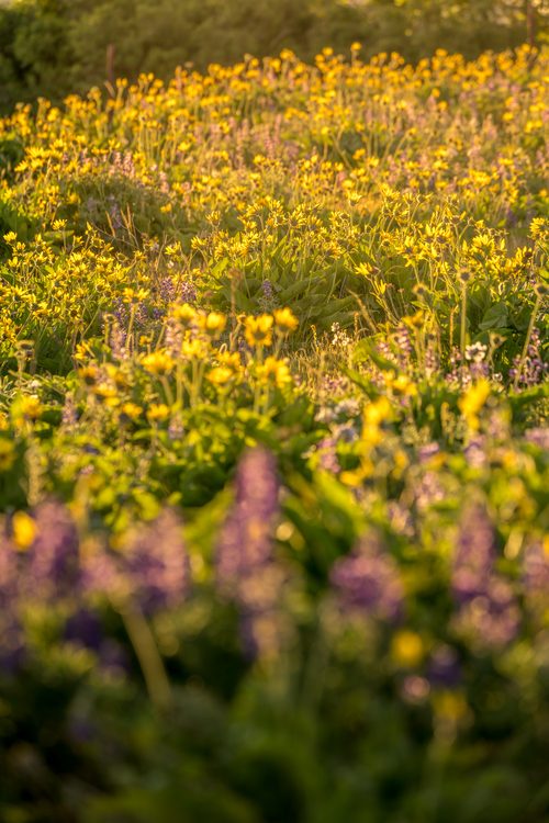 Balsamroot and lupine at Rowena, Oregon