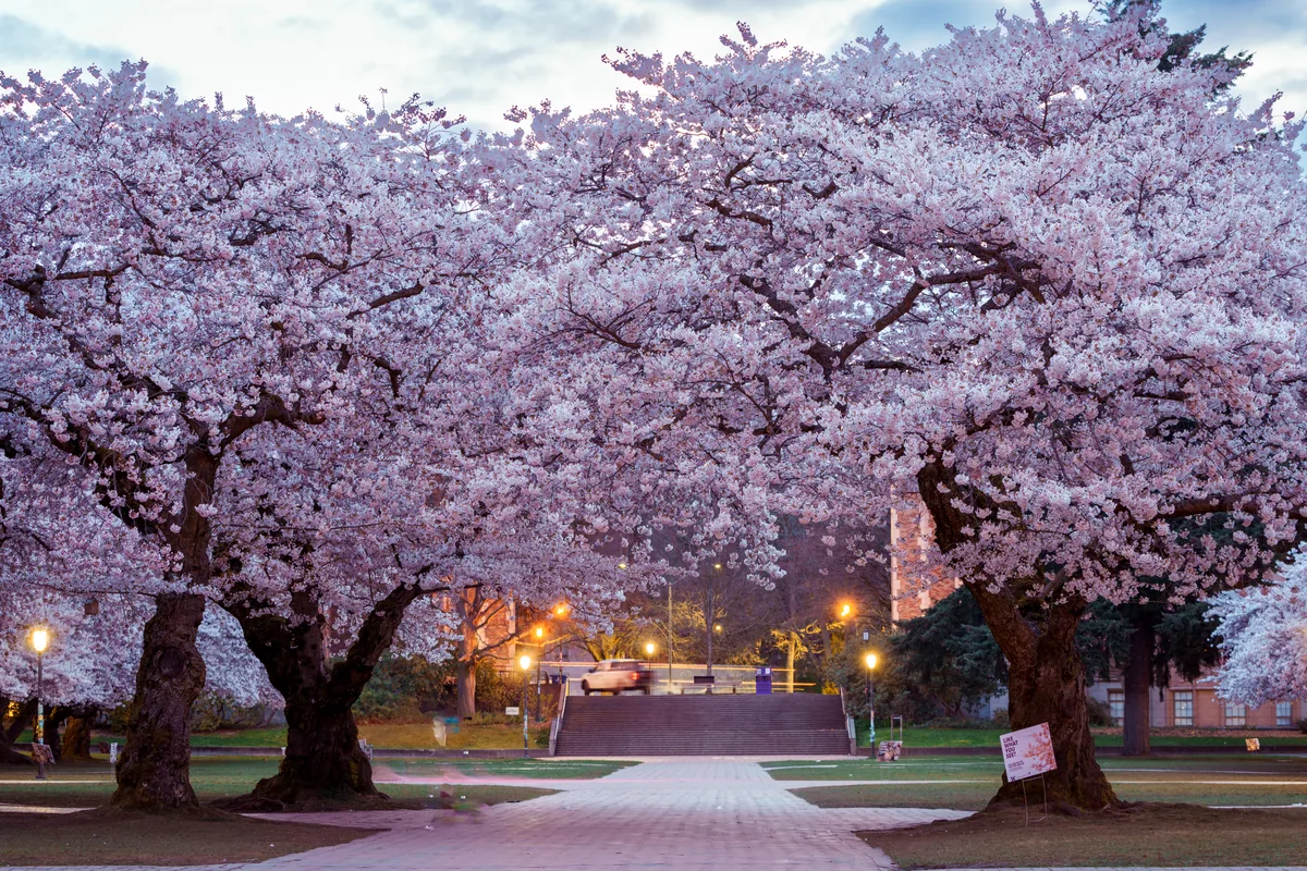Cherry blossoms at dusk, Seattle, Washington