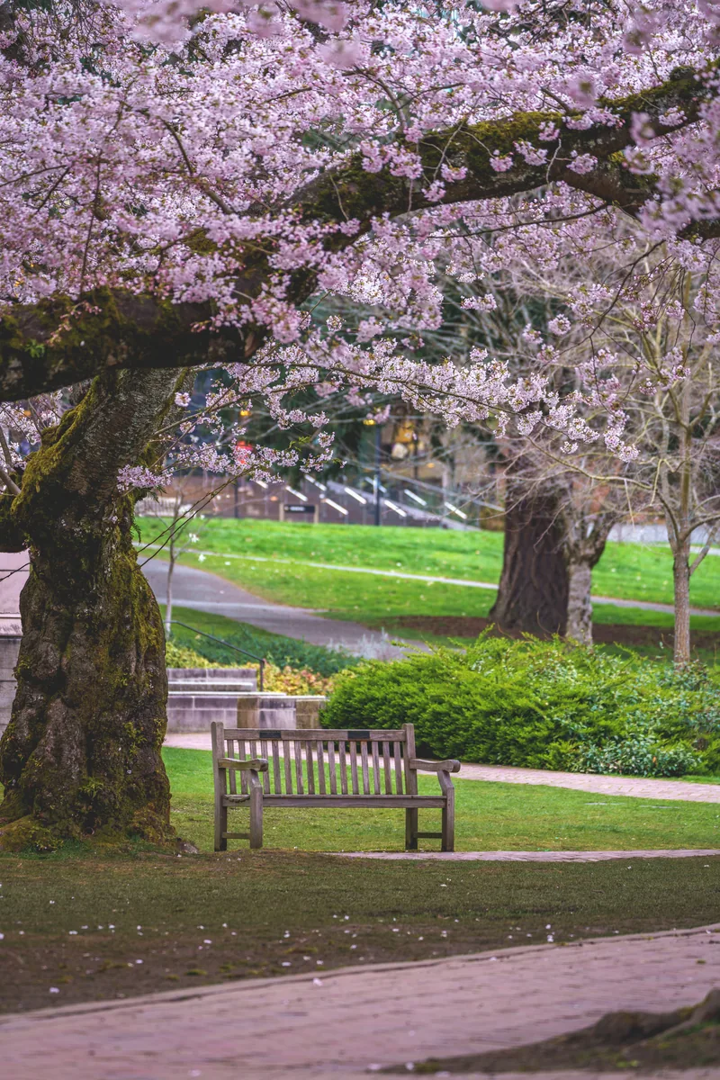 A bench beneath the blossoms, Seattle, Washington