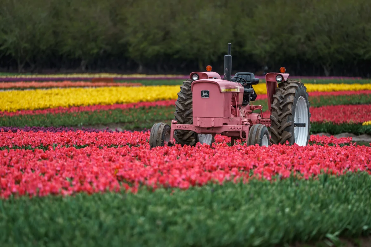 Red tractor in the tulip fields, Wooden Shoe Tulip Farm, Oregon