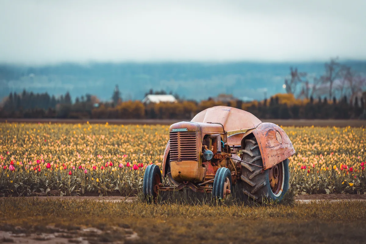 Old tractor among the tulips, Wooden Shoe Tulip Farm, Oregon