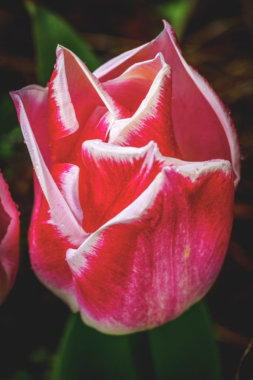 Pink and white tulip, Kent, Washington