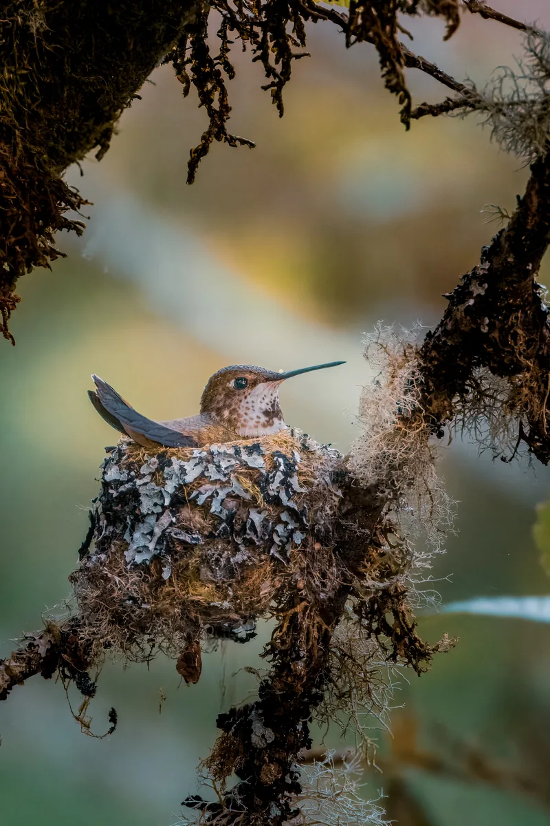 Rufous Hummingbird at its nest, Nisqually, Washington