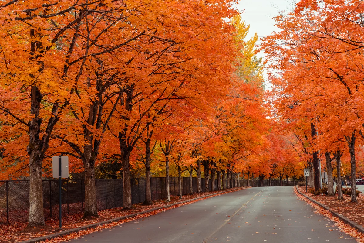 Autumn canopy over the road, Renton, Washington