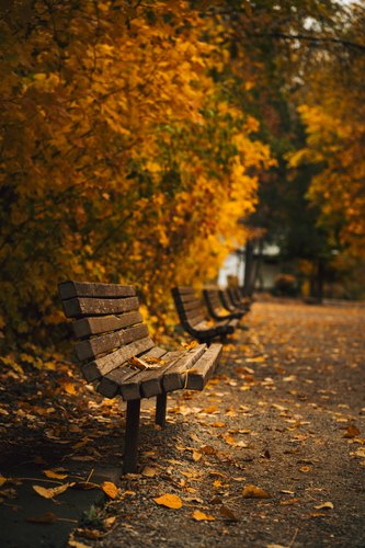 Benches beneath golden leaves, Leavenworth, Washington
