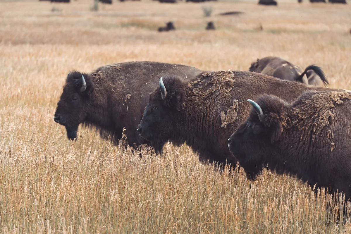 Bison in the grasslands, Grand Teton National Park, Wyoming