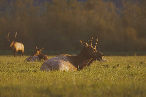 Elk resting in golden light, Snoqualmie, Washington