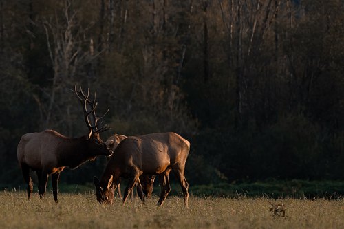 Elk herd in evening light, Snoqualmie, Washington