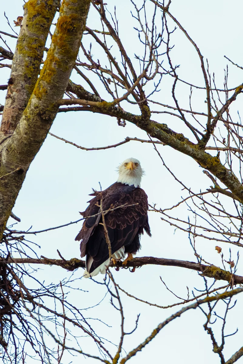 Bald eagle among branches, Bow, Washington