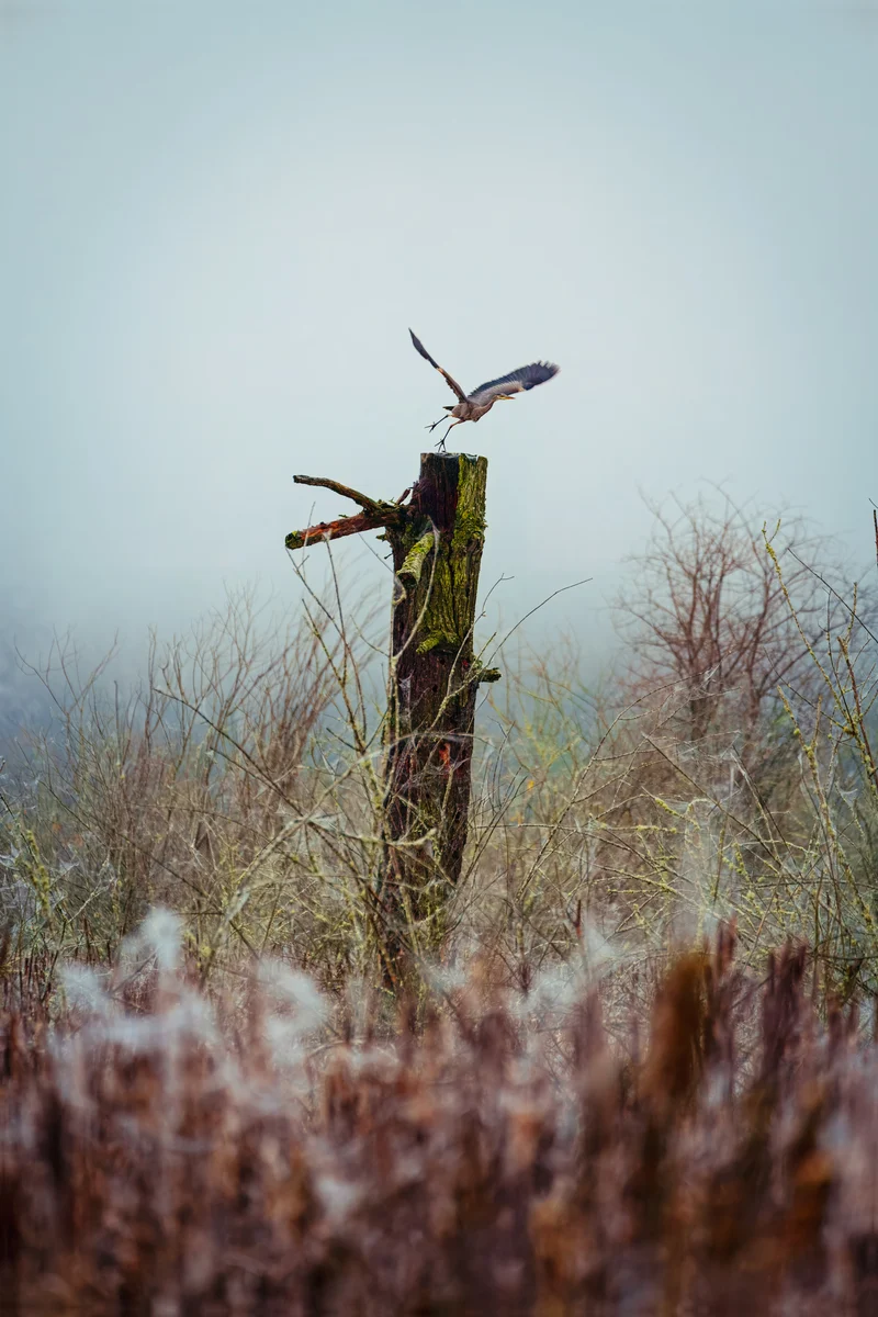 Heron taking flight above the wetland, Kent, Washington
