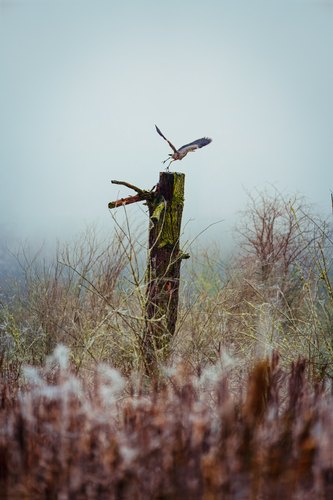 Heron taking flight above the wetland, Kent, Washington