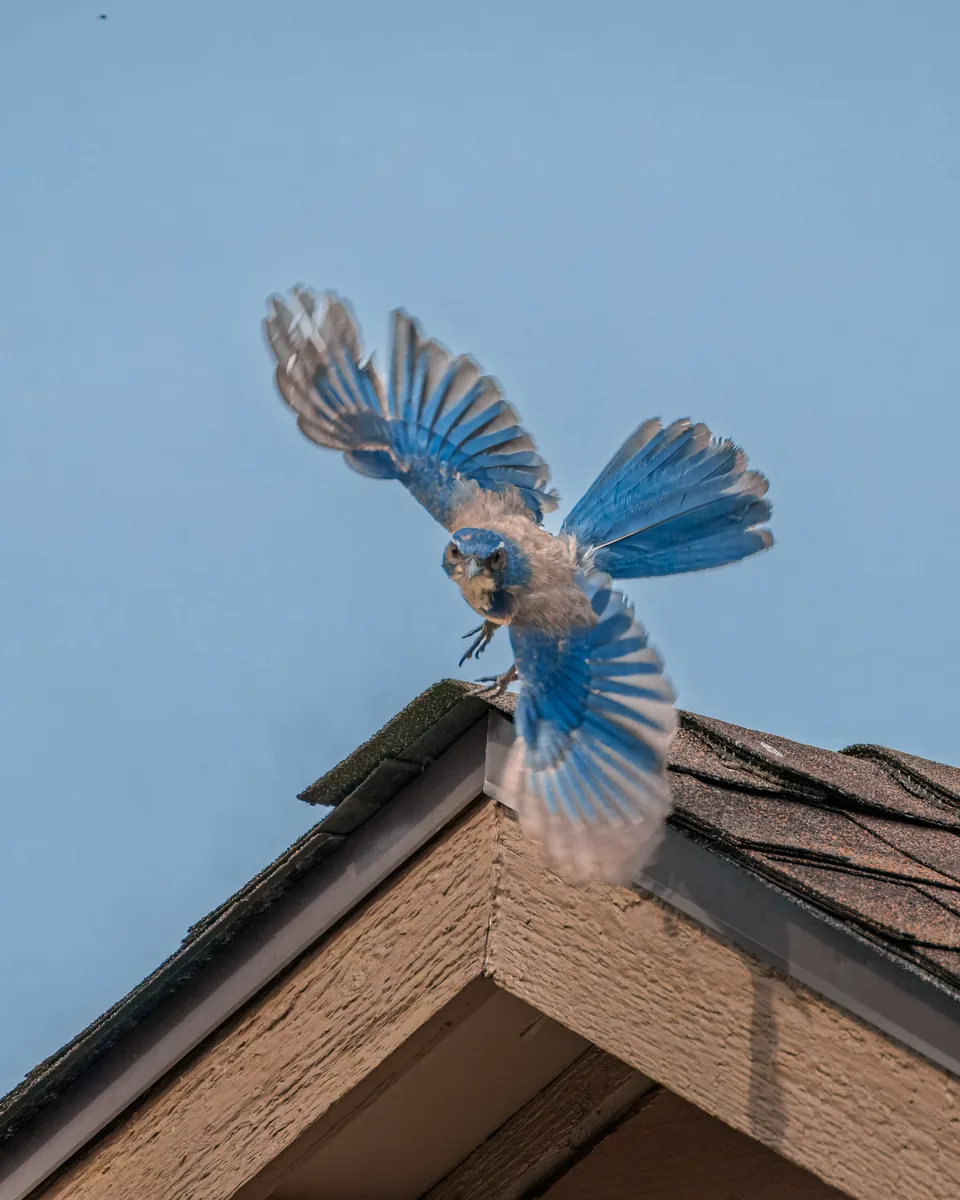 Bird taking flight, Kent, Washington
