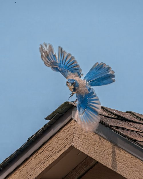 Bird taking flight, Kent, Washington
