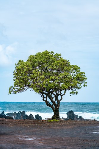 Coastal tree beside the ocean, Maui, Hawaii