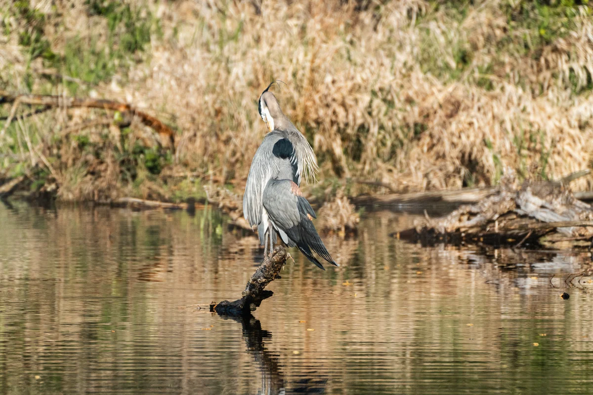 Heron beside the water, Seattle, Washington
