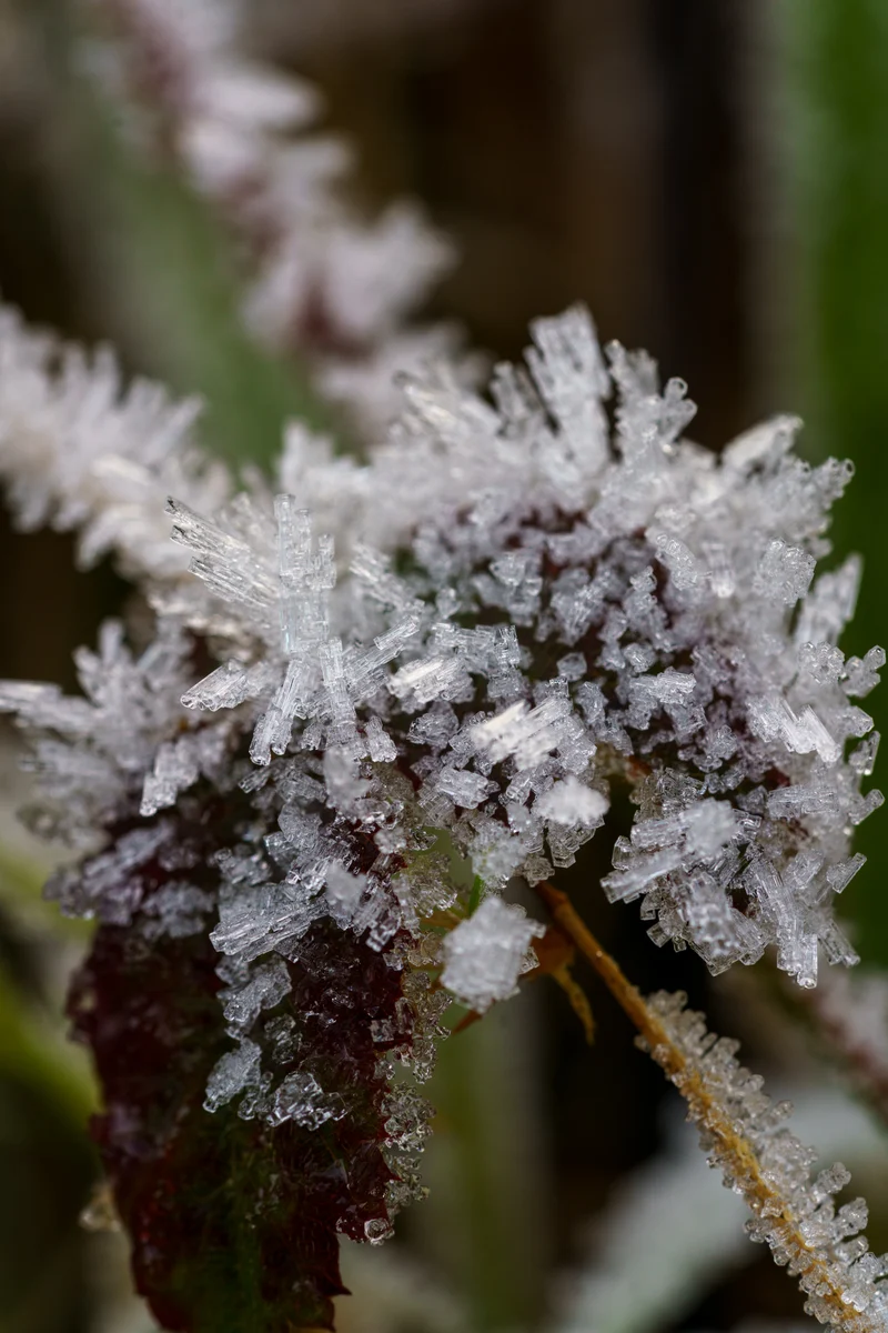 Frost crystals, Auburn, Washington