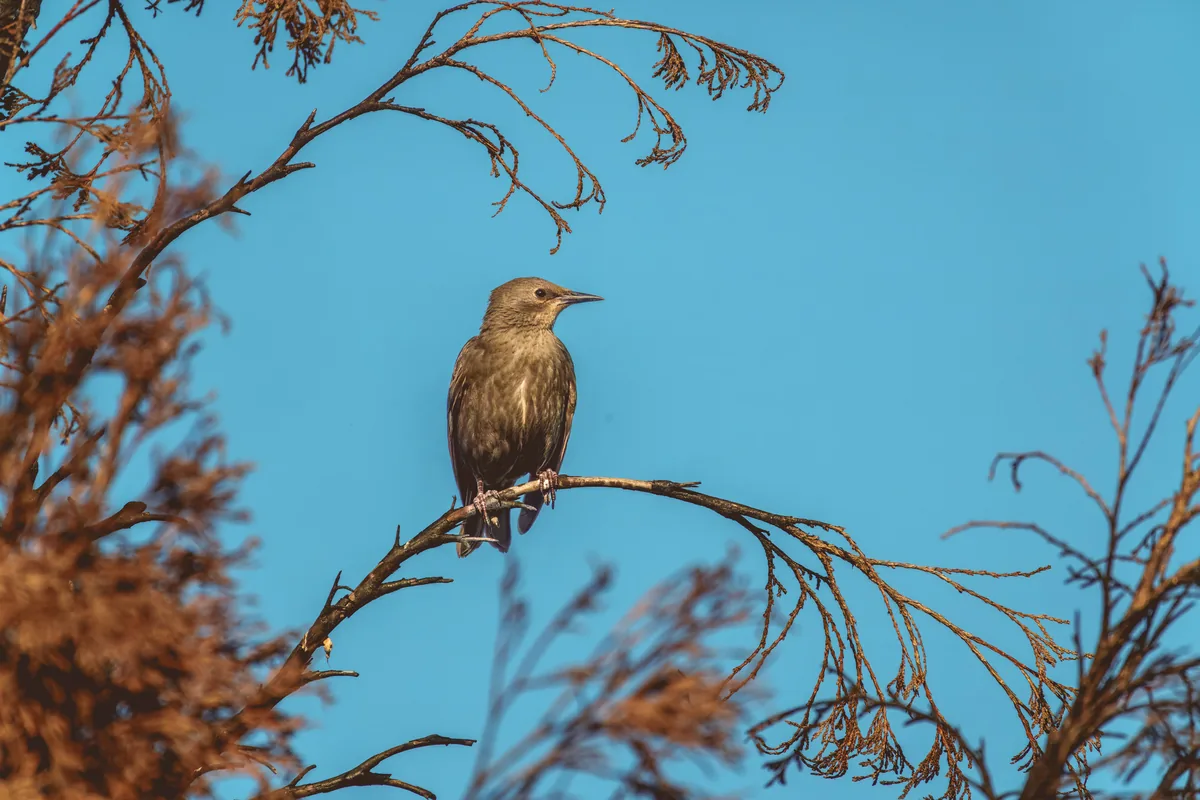 Birding, Kent, Washington