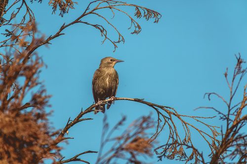 Birding, Kent, Washington