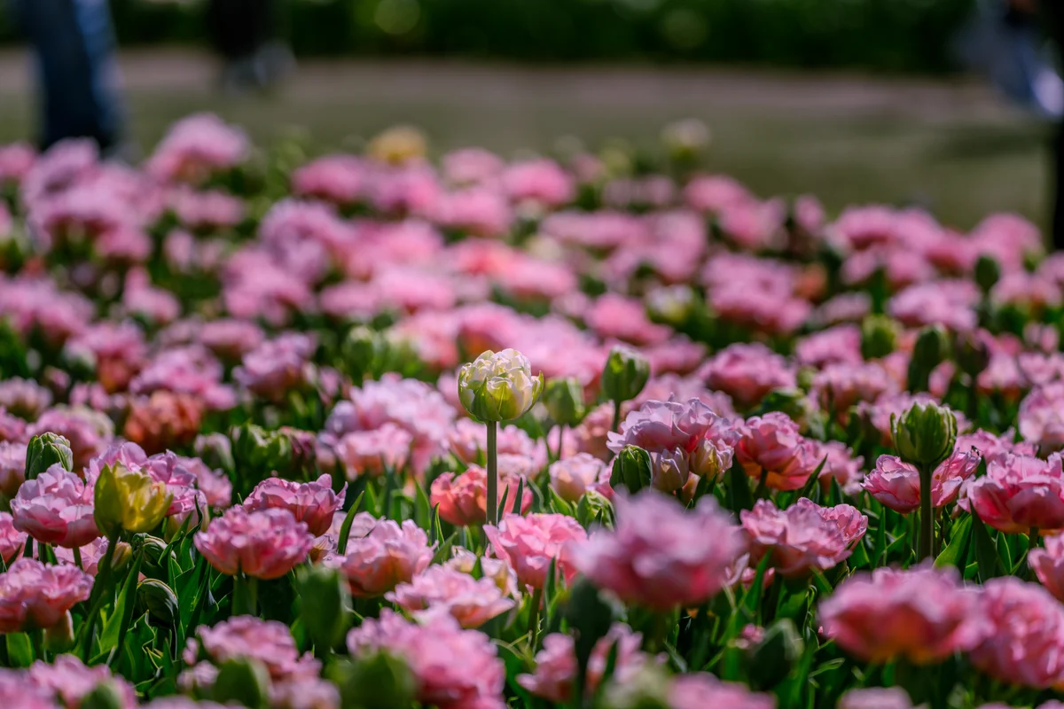 A pale bud among pink flowers, Mount Vernon, Washington