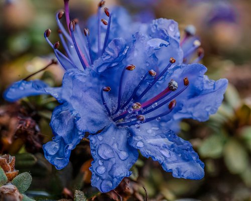 Raindrops on a blue flower, Kent, Washington