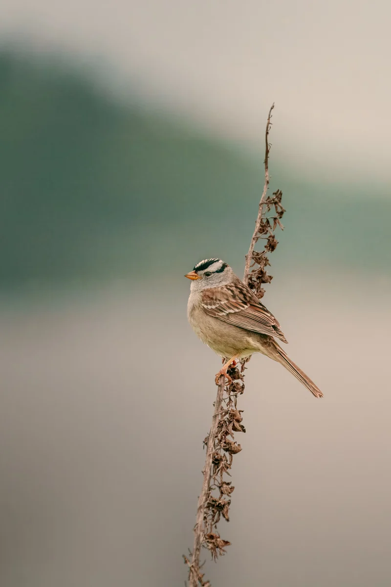 Sparrow on a dried stem, Tacoma, Washington