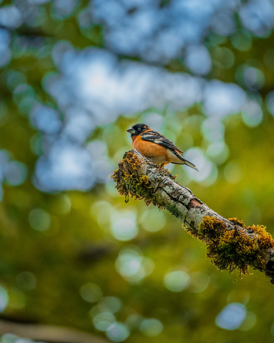 Songbird on a mossy branch, North Bend, Washington