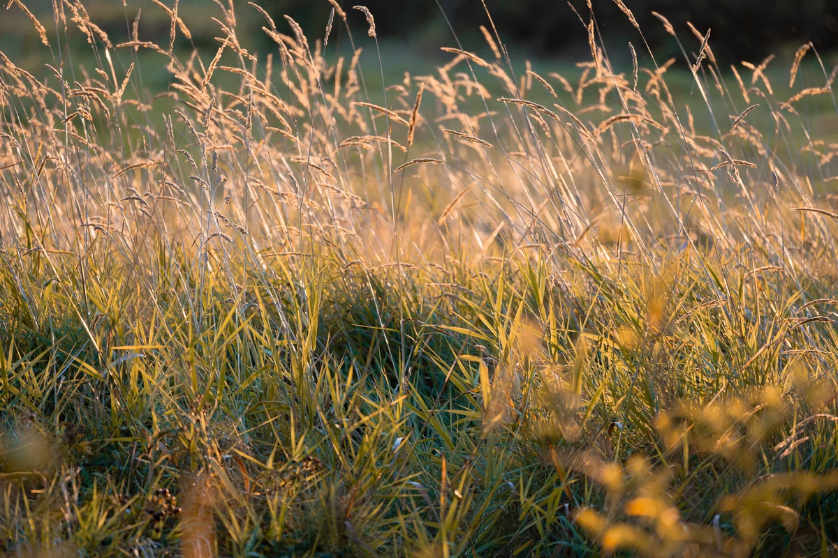 Grasses in backlight, Issaquah, Washington