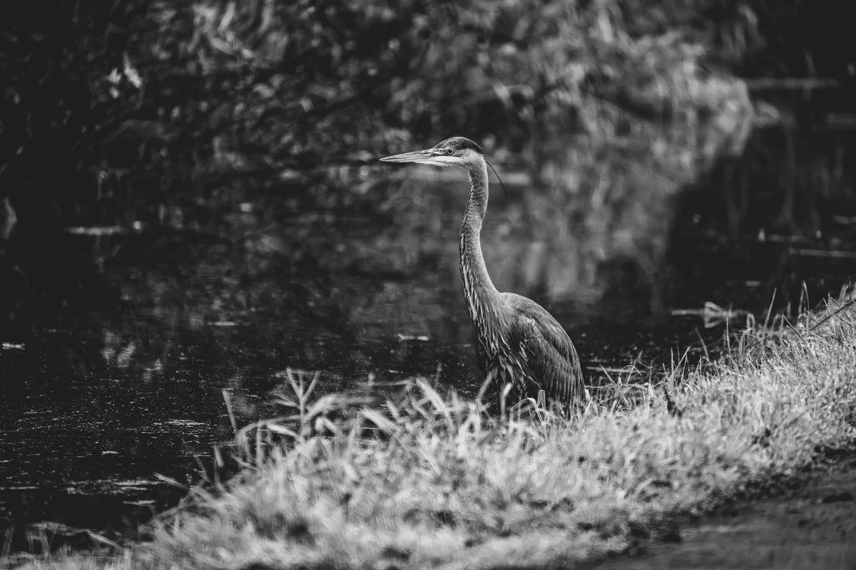 Heron at the winter wetland, Kent, Washington
