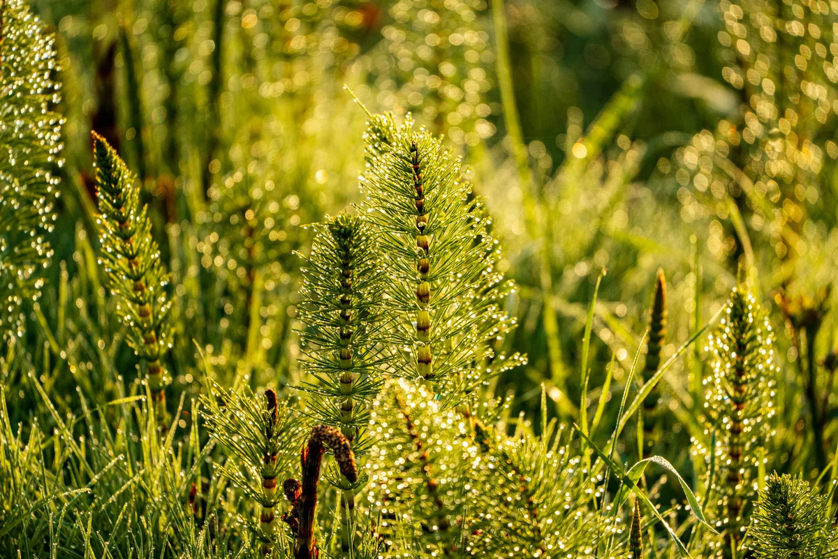 Dew on horsetail stems, Seattle, Washington