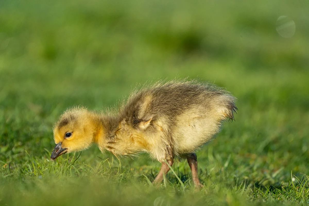 Gosling in spring grass, Seattle, Washington